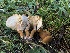  ( - HAY-F-007035)  @11 [ ] by-nc (2023) Dean Lyons Fungal Diversity Survey