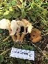  ( - HAY-F-007035)  @11 [ ] by-nc (2023) Dean Lyons Fungal Diversity Survey