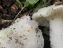  ( - HAY-F-007020)  @11 [ ] by-nc (2023) Dean Lyons Fungal Diversity Survey