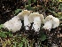  ( - HAY-F-007020)  @11 [ ] by-nc (2023) Dean Lyons Fungal Diversity Survey