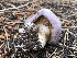  (Phlegmacium balteatum - HAY-F-007022)  @11 [ ] by-nc (2023) Dean Lyons Fungal Diversity Survey