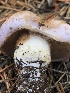  ( - HAY-F-007022)  @11 [ ] by-nc (2023) Dean Lyons Fungal Diversity Survey
