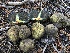  ( - HAY-F-007021)  @11 [ ] by-nc (2023) Dean Lyons Fungal Diversity Survey