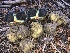  ( - HAY-F-007021)  @11 [ ] by-nc (2023) Dean Lyons Fungal Diversity Survey