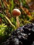  (Deconica sp. CA03 - HAY-F-007014)  @11 [ ] by-nc (2023) Dean Lyons Fungal Diversity Survey
