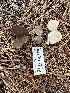  (Boletales - HAY-F-001752)  @11 [ ] by-nc (2023) Bat Vardeh Fungal Diversity Survey