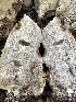  ( - HAY-F-001751)  @11 [ ] by-nc (2023) Bat Vardeh Fungal Diversity Survey