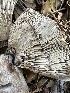  ( - HAY-F-001751)  @11 [ ] by-nc (2023) Bat Vardeh Fungal Diversity Survey