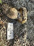  ( - HAY-F-001750)  @11 [ ] by-nc (2023) Bat Vardeh Fungal Diversity Survey