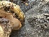  ( - HAY-F-001750)  @11 [ ] by-nc (2023) Bat Vardeh Fungal Diversity Survey