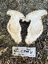  ( - HAY-F-001750)  @11 [ ] by-nc (2023) Bat Vardeh Fungal Diversity Survey