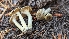  ( - HAY-F-001472)  @11 [ ] c (2023) Michelle C. Torres-Grant Fungal Diversity Survey