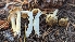  ( - HAY-F-001472)  @11 [ ] c (2023) Michelle C. Torres-Grant Fungal Diversity Survey