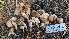  (Hebeloma - HAY-F-001473)  @11 [ ] c (2023) Michelle C. Torres-Grant Fungal Diversity Survey