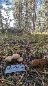  ( - HAY-F-001473)  @11 [ ] c (2023) Michelle C. Torres-Grant Fungal Diversity Survey