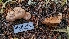  ( - HAY-F-001473)  @11 [ ] c (2023) Michelle C. Torres-Grant Fungal Diversity Survey