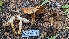  ( - HAY-F-001475)  @11 [ ] c (2023) Michelle C. Torres-Grant Fungal Diversity Survey
