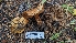  ( - HAY-F-001475)  @11 [ ] c (2023) Michelle C. Torres-Grant Fungal Diversity Survey