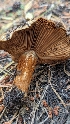  ( - HAY-F-001475)  @11 [ ] c (2023) Michelle C. Torres-Grant Fungal Diversity Survey
