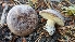  (Lactarius sp. montanus-CA01 - HAY-F-001478)  @11 [ ] c (2023) Michelle C. Torres-Grant Fungal Diversity Survey