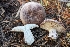  ( - HAY-F-001478)  @11 [ ] c (2023) Michelle C. Torres-Grant Fungal Diversity Survey
