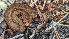 ( - HAY-F-001479)  @11 [ ] c (2023) Michelle C. Torres-Grant Fungal Diversity Survey