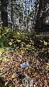  ( - HAY-F-001479)  @11 [ ] c (2023) Michelle C. Torres-Grant Fungal Diversity Survey