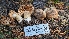  ( - HAY-F-001480)  @11 [ ] c (2023) Michelle C. Torres-Grant Fungal Diversity Survey