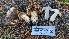  ( - HAY-F-001480)  @11 [ ] c (2023) Michelle C. Torres-Grant Fungal Diversity Survey