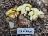  ( - HAY-F-001466)  @11 [ ] c (2023) Michelle C. Torres-Grant Fungal Diversity Survey