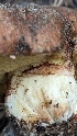  ( - HAY-F-001466)  @11 [ ] c (2023) Michelle C. Torres-Grant Fungal Diversity Survey