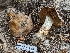  (Cortinarius subfoetens - HAY-F-001459)  @11 [ ] c (2023) Michelle C. Torres-Grant Fungal Diversity Survey