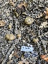  (Scleroderma sp. IN02 - HAY-F-004252)  @11 [ ] by-nc (2023) Jaren Hockert Fungal Diversity Survey