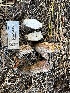  ( - HAY-F-007381)  @11 [ ] by-nc (2023) Bat Vardeh Fungal Diversity Survey
