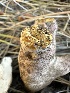  ( - HAY-F-007381)  @11 [ ] by-nc (2023) Bat Vardeh Fungal Diversity Survey