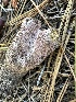  ( - HAY-F-007381)  @11 [ ] by-nc (2023) Bat Vardeh Fungal Diversity Survey