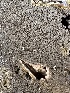  ( - HAY-F-007377)  @11 [ ] by-nc (2023) Bat Vardeh Fungal Diversity Survey