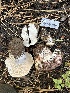  ( - HAY-F-007374)  @11 [ ] by-nc (2023) Bat Vardeh Fungal Diversity Survey