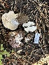  ( - HAY-F-007374)  @11 [ ] by-nc (2023) Bat Vardeh Fungal Diversity Survey
