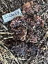  (Hydnotrya sp. cerebriformis-CA01 - HAY-F-007372)  @11 [ ] by-nc (2023) Bat Vardeh Fungal Diversity Survey