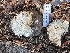  ( - HAY-F-007371)  @11 [ ] by-nc (2023) Bat Vardeh Fungal Diversity Survey
