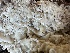  ( - HAY-F-007371)  @11 [ ] by-nc (2023) Bat Vardeh Fungal Diversity Survey