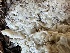  ( - HAY-F-007371)  @11 [ ] by-nc (2023) Bat Vardeh Fungal Diversity Survey