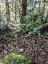  ( - HAY-F-006209)  @11 [ ] by (2023) Mandy Hackney Fungal Diversity Survey