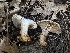  ( - HAY-F-005663)  @11 [ ] c (2023) Rudy Diaz Fungal Diversity Survey
