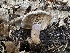 ( - HAY-F-005663)  @11 [ ] c (2023) Rudy Diaz Fungal Diversity Survey