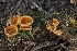  ( - HAY-F-004872)  @11 [ ] by-nc (2023) Warren Cardimona Fungal Diversity Survey