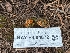  ( - HAY-F-004872)  @11 [ ] by-nc (2023) Warren Cardimona Fungal Diversity Survey