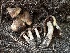  ( - LA-F-000169)  @11 [ ] c (2023) Rudy Diaz Fungal Diversity Survey