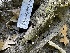  ( - HAY-F-004263)  @11 [ ] by-nc (2023) Jaren Hockert Fungal Diversity Survey